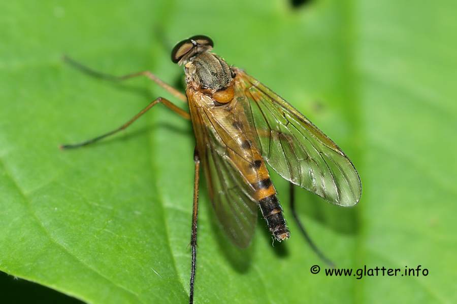Schnepfenfliege (Rhagio tringarius)
